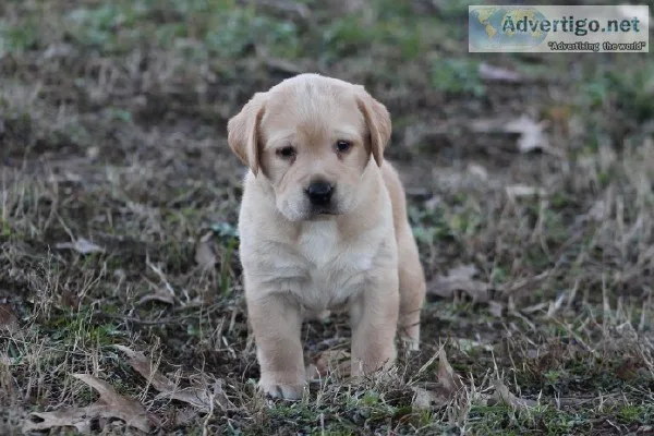 Full English Yellow Labrador Puppies