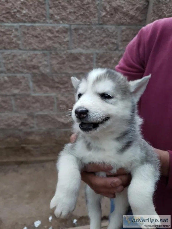 Purebred Siberian puppies