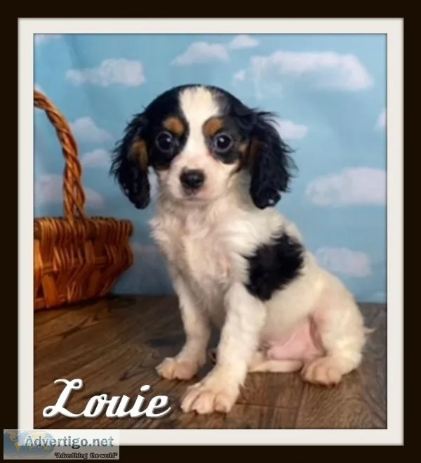 Louie Male Cavapoo
