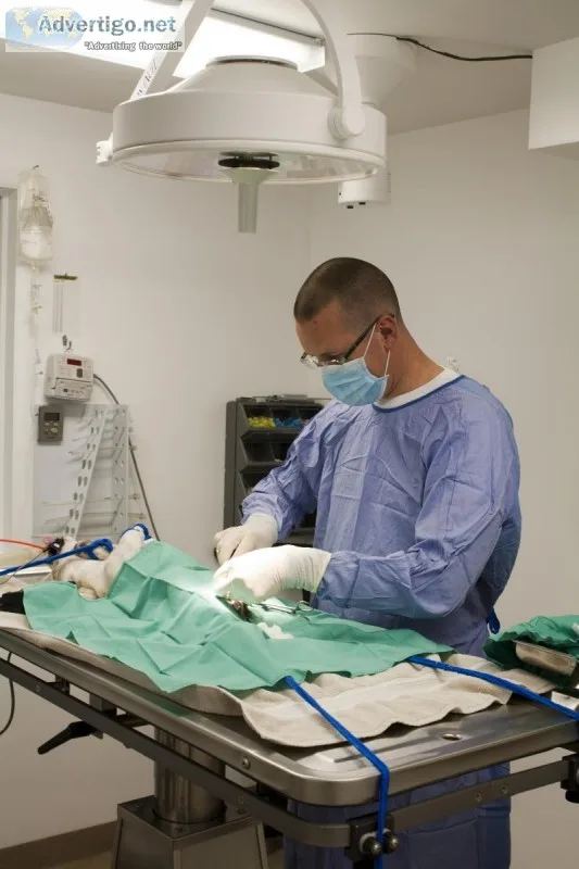Pet Surgery Services in Middletown