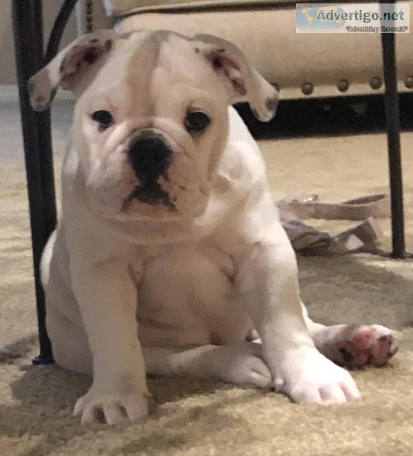 English Bulldog Puppies
