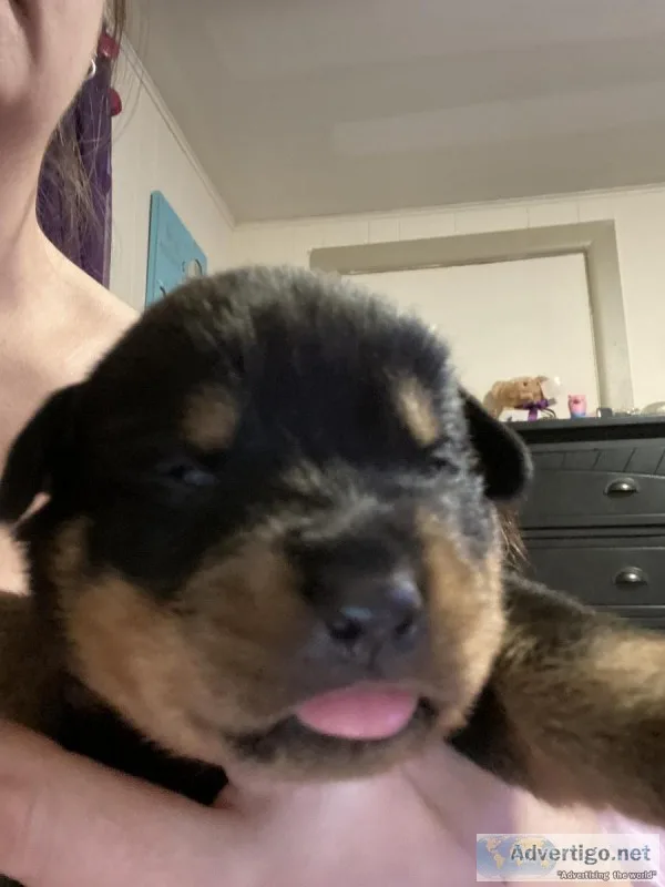 Rottie pups