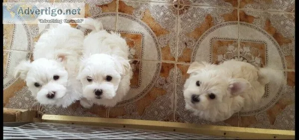 Maltese Puppies For Sale