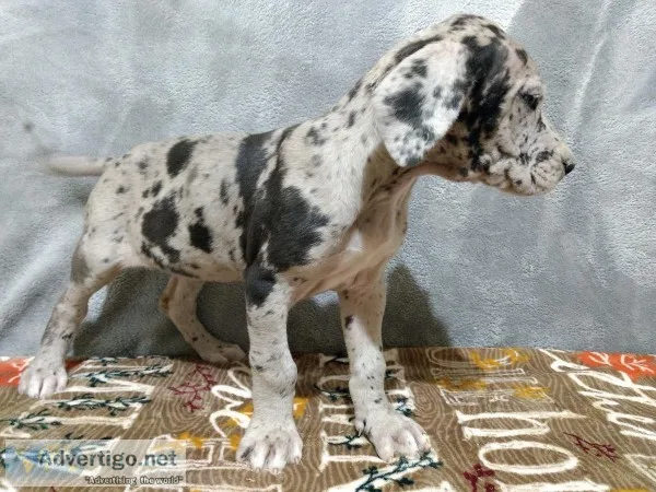 Great Dane