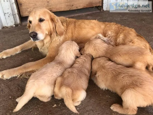 Golden retriever puppies ( San Diego )