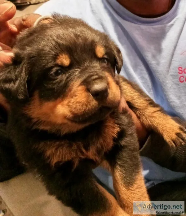 ROTTWEILLER puppies