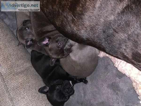 French Bulldog Puppies