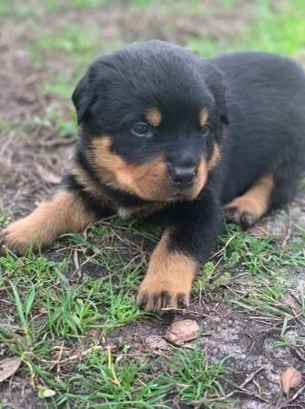 German Rottweiler Puppies