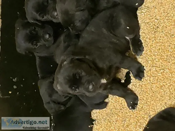 Cane Corso Puppies