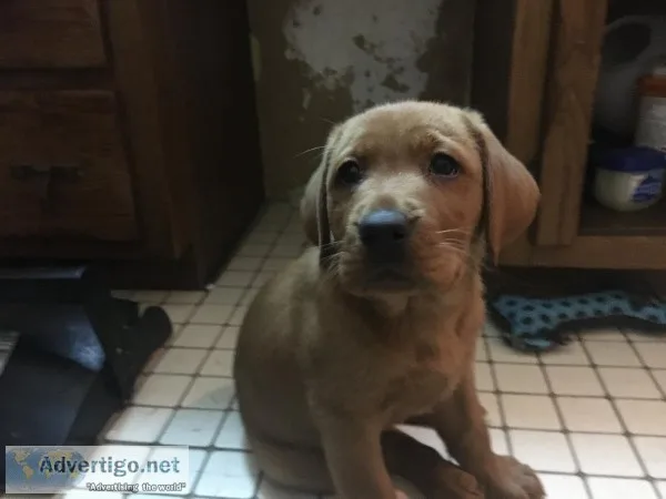 3 Fox Red Labrador Retrievers Puppies