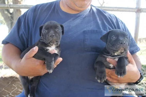 Cane Corsos for Sale