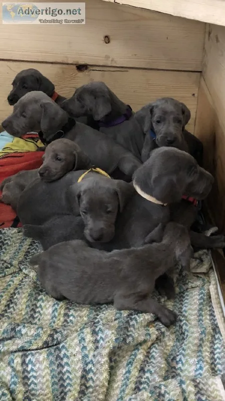 AKC Weimaraner puppies