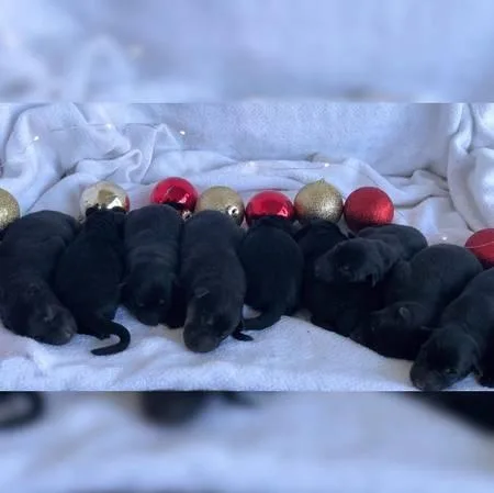 AKC German Shepherd puppies