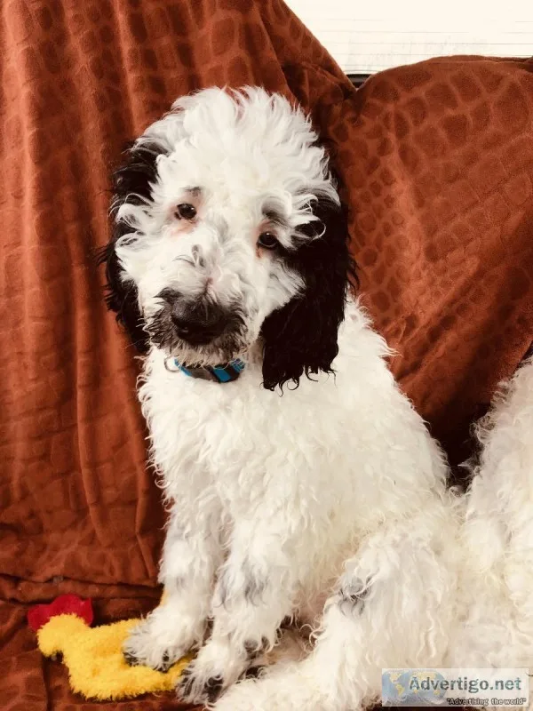 Male sheepadoodle puppy 10weeks old. He has been vet checked and