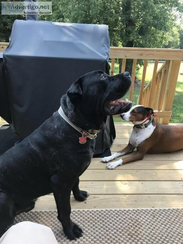 Cane corso stud looking to breed