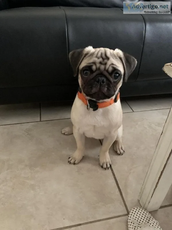 Male pug