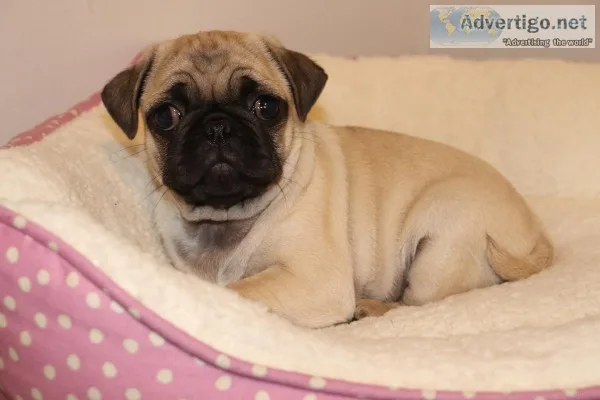 Pug Puppy