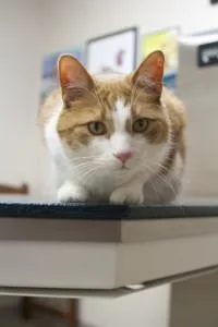 Best Pet Cardiology Services in Middletown