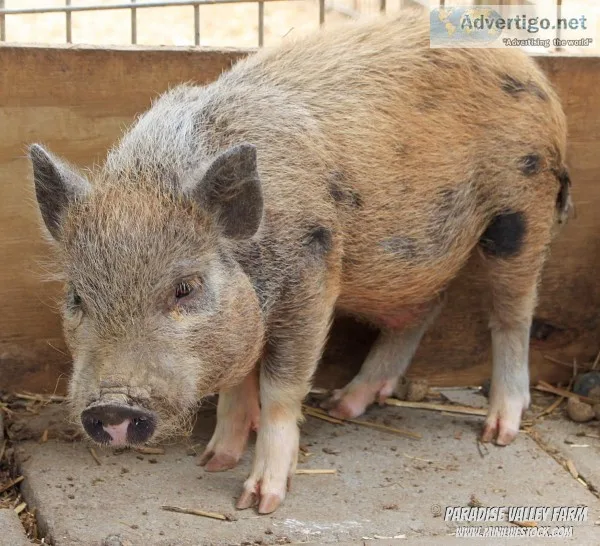 Mini Pigs-Half off