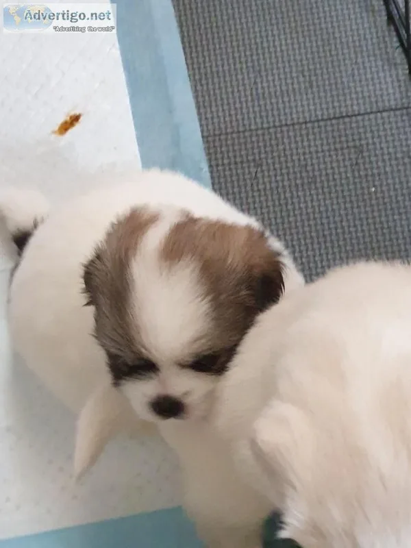 Tibetan Spaniel Puppies