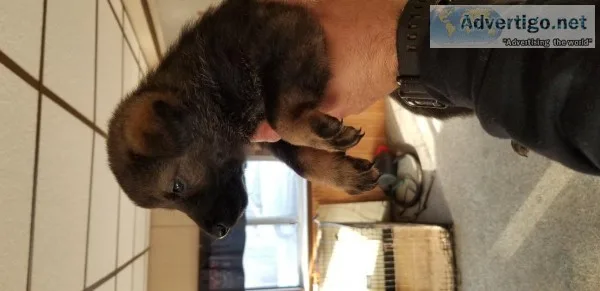 German shepard puppies