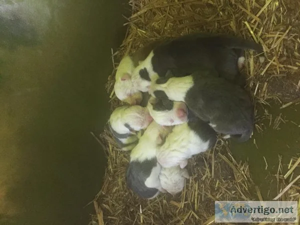 Bully pups