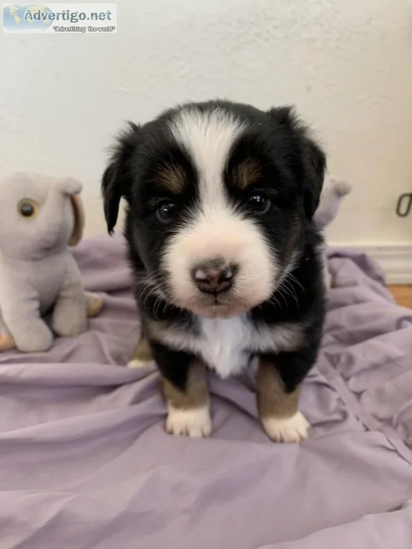 Mini Australian Shepard&rsquos