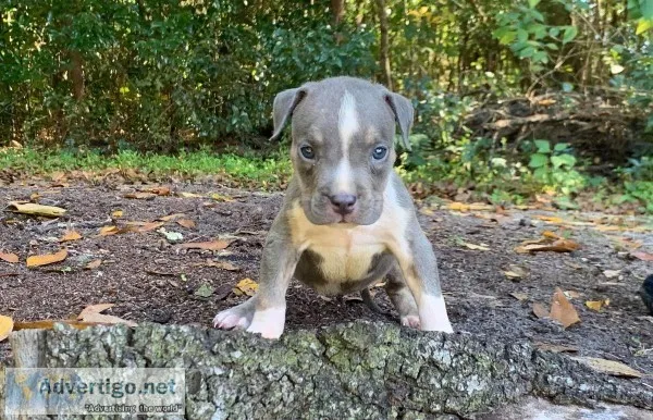 American Bullie Pups