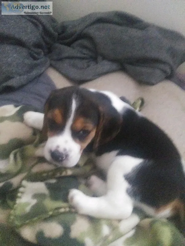 BeagleBassett pups