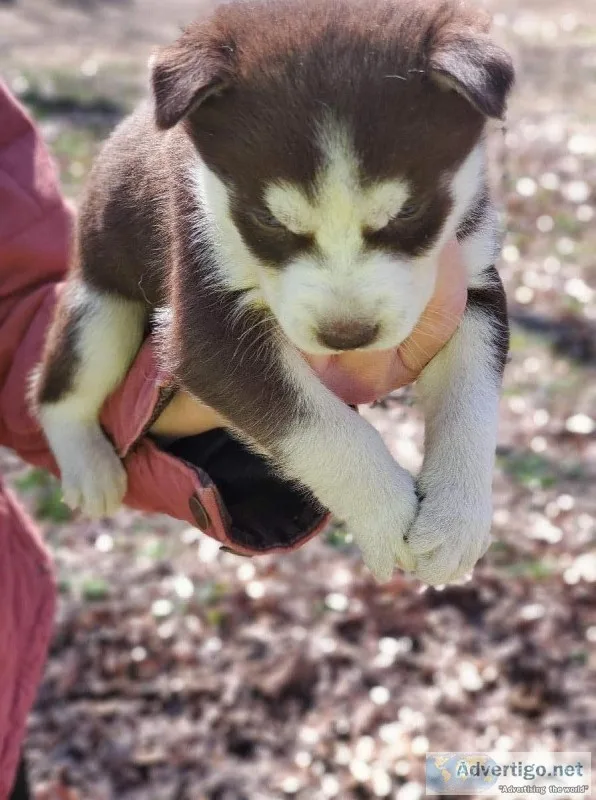 Siberian Husky puppies ready valentine s day