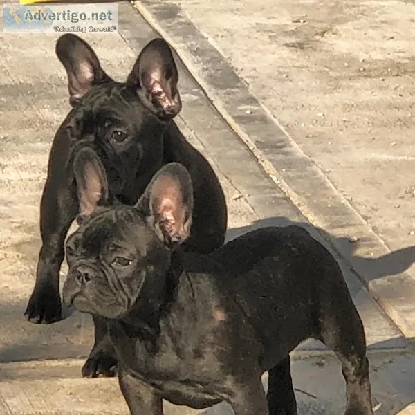 French Bulldog
