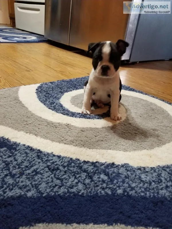 AKC Boston Terrier Male Puppy