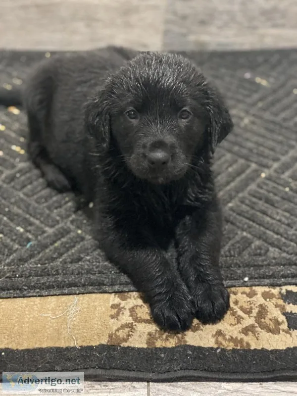German Shepherd Golden Retriever Mix