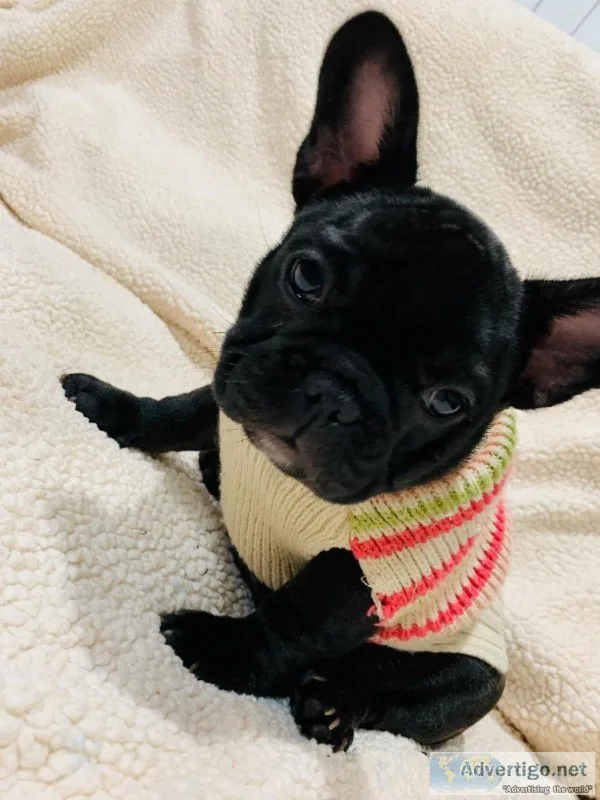 Female frenchies for sale