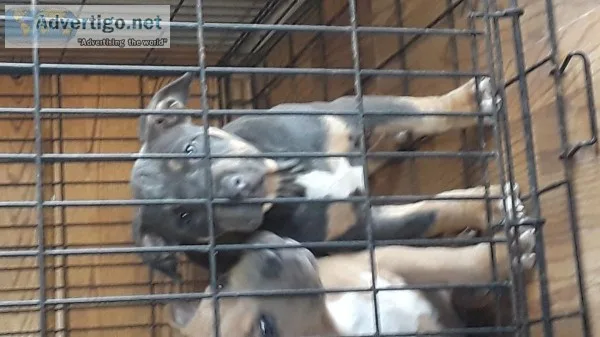 American bullies