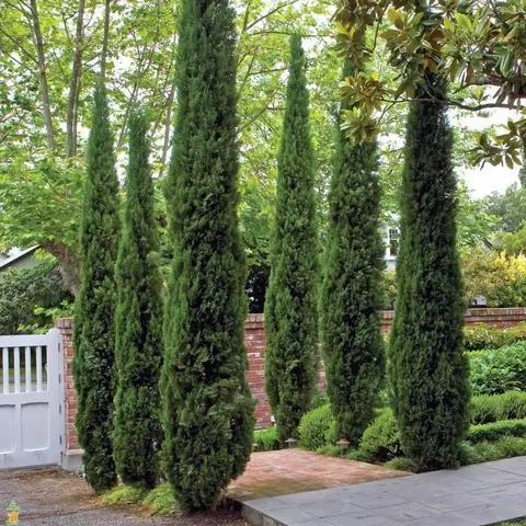 Evergreen Trees