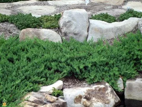 Blue Pacific Junipers