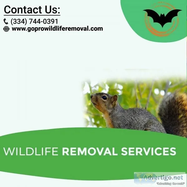 Wildlife Removal Services