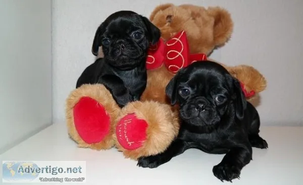 Potty Trained Pug Puppies