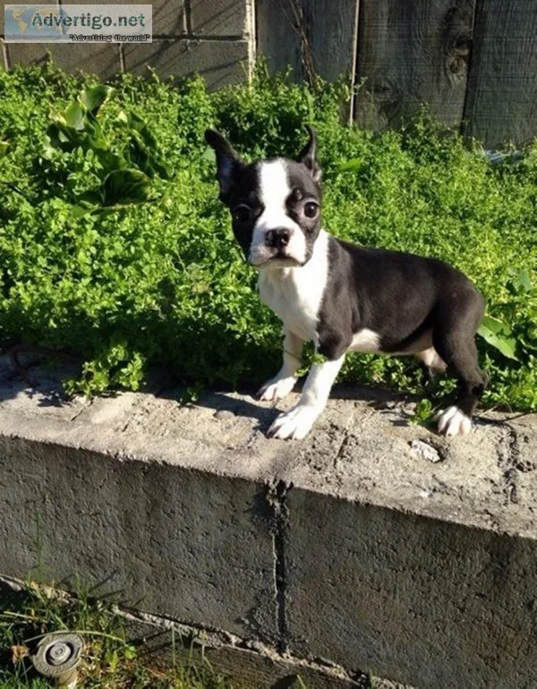 Boston Terrier Pups