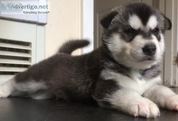 Playful and adorable siberian huskies