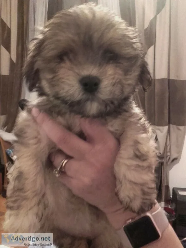 Super adorable maltese puppies