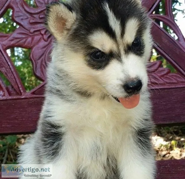 Playful and adorable siberian huskies
