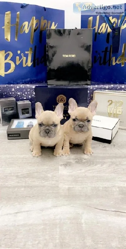 French Bulldog Pups ..