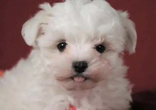 Maltese Puppies For Sale
