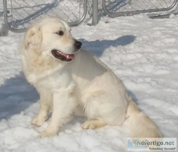 Golden Retriever Puppies