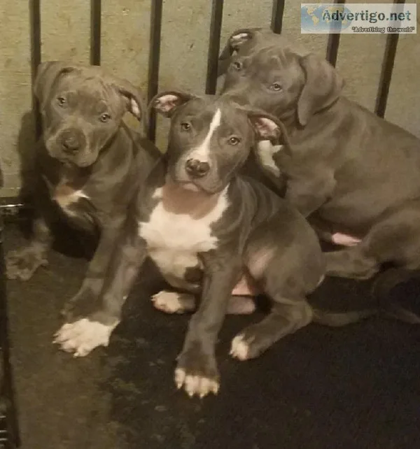 Pitbull puppies