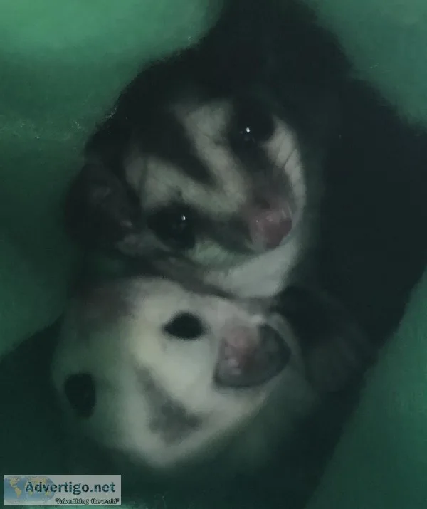 2 female sugar gliders