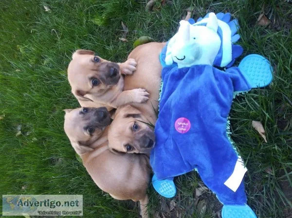 Chihuahua puppies