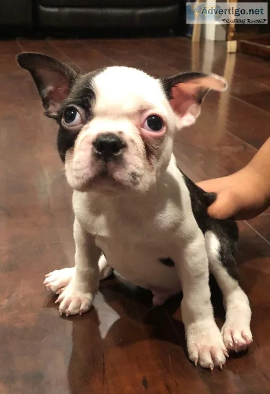 Boston terriers